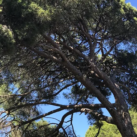 شقة Banus Mimosa Paradise ماربيا